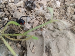 Latrodectus