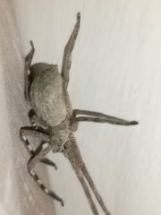 Palystes superciliosus