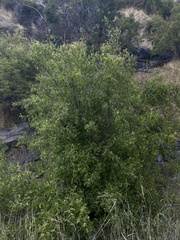 Philadelphus lewisii