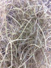 Tillandsia usneoides