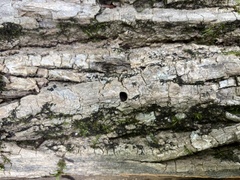 Agrilus planipennis