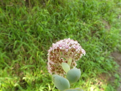 Crassula rupestris