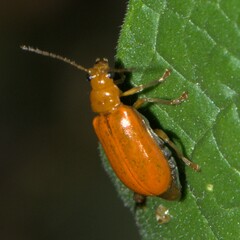 Aulacophora indica