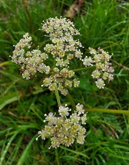 Ligusticum grayi