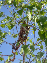 Eriogaster lanestris