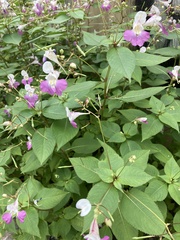 Impatiens balfourii