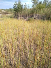 Typha laxmannii