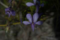 Viola decumbens
