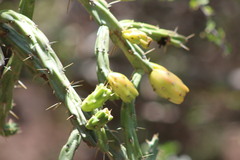 Cylindropuntia leptocaulis