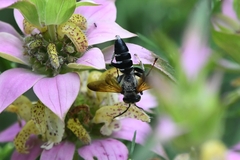Tachytes guatemalensis