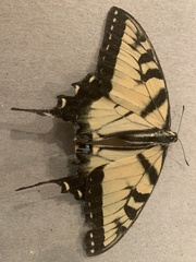 Papilio