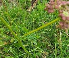 Ligusticum grayi