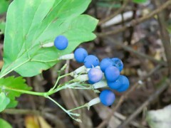 Caulophyllum thalictroides