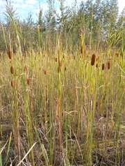 Typha laxmannii