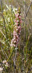 Struthiola