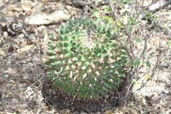Mammillaria carnea