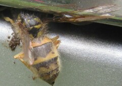Vespula flavopilosa