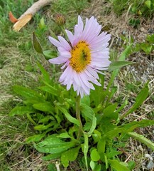 Erigeron glacialis