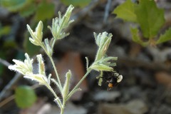 Cordylanthus pilosus