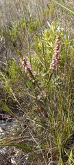 Struthiola