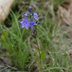 Veronica cusickii