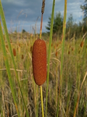 Typha laxmannii