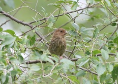 Pipilo erythrophthalmus