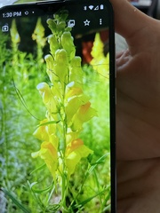 Linaria
