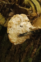 Climacocystis borealis