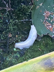 Ariolimax columbianus