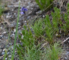 Veronica cusickii