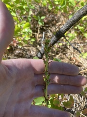 Platanthera elongata