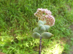 Crassula rupestris