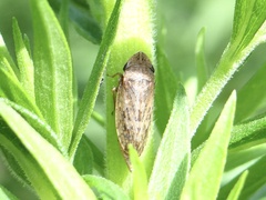 Aphrodes