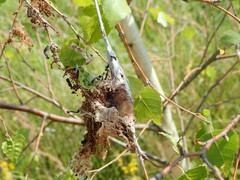 Eriogaster lanestris