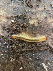 Dendroides canadensis