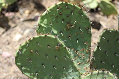 Opuntia gilvescens