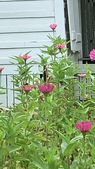 Heraclides cresphontes