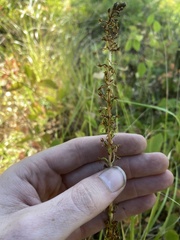 Platanthera elongata