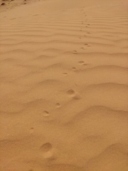 Phrynocephalus guttatus