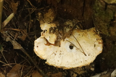 Climacocystis borealis