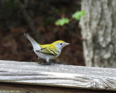 Setophaga pensylvanica