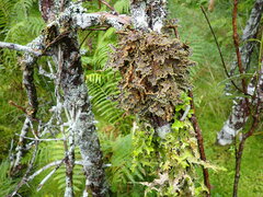 Pseudocyphellaria holarctica