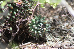 Mammillaria magnimamma