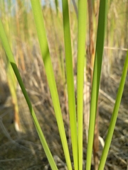 Typha laxmannii
