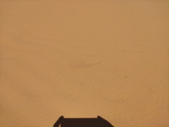 Phrynocephalus guttatus