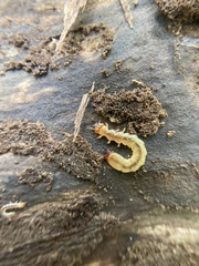 Dendroides canadensis