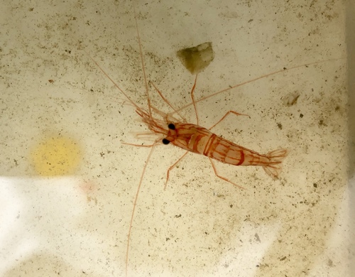Lysmata wurdemanni