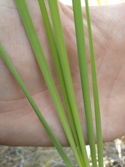 Typha laxmannii