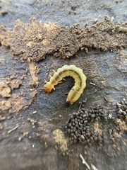 Dendroides canadensis